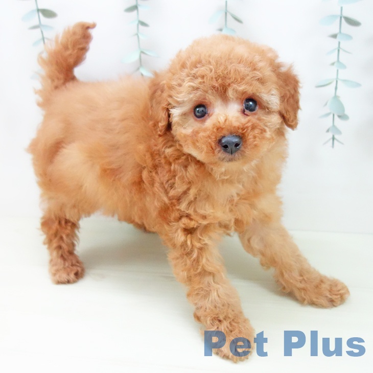 トイ・プードル