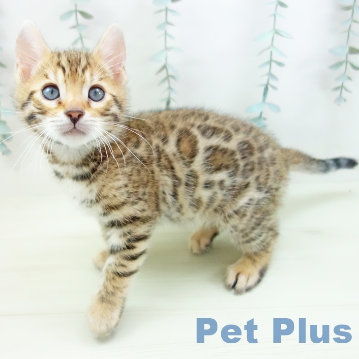 福岡県のベンガル (ペットプラス ららぽーと福岡店/2025年12月4日生まれ/男の子/ブラウンスポットタビー)の子猫の1枚目の画像
