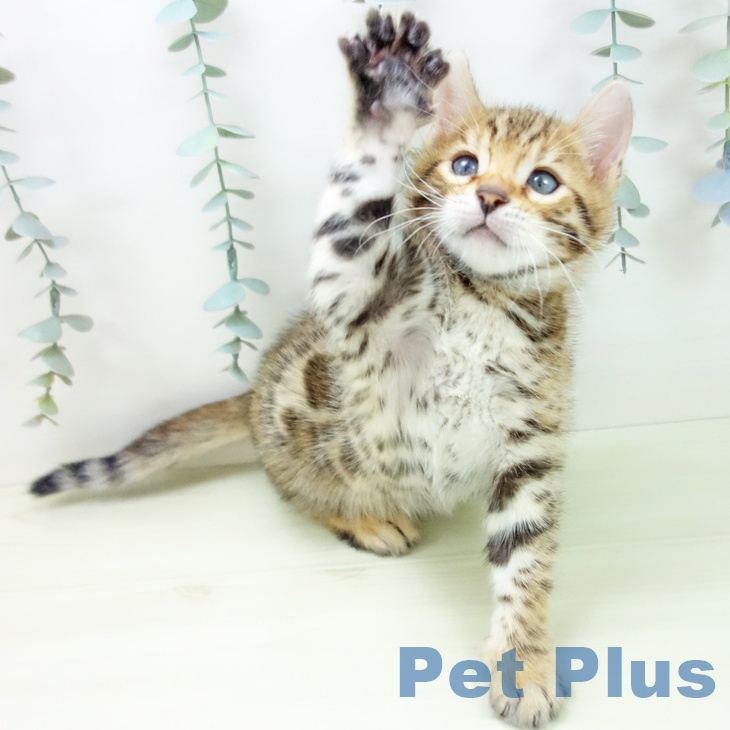福岡県のベンガル (ペットプラス ららぽーと福岡店/2025年12月4日生まれ/男の子/ブラウンスポットタビー)の子猫の2枚目の画像