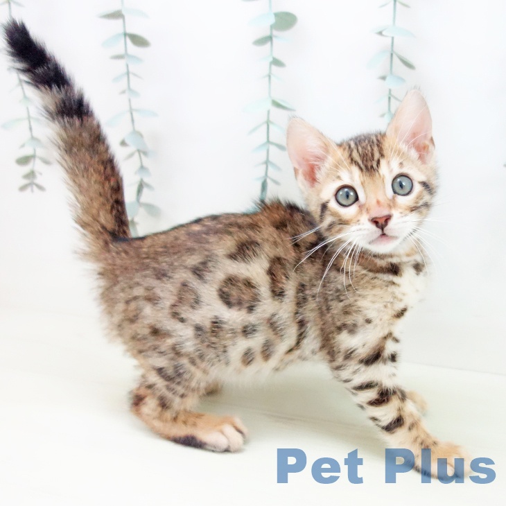 ベンガルの写真2