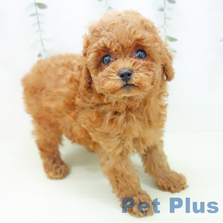 トイ・プードル