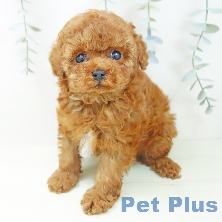 トイ・プードル