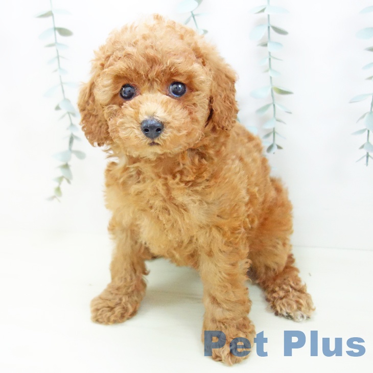 福井県のトイプードル(トイ) (ペットプラス 福井店/2025年12月1日生まれ/女の子/レッド)の子犬の2枚目の画像