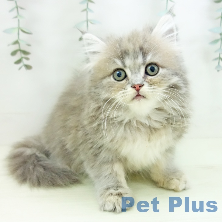 ラガマフィンの写真2