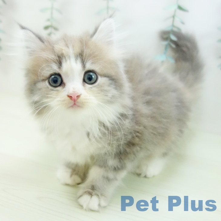 福岡県のラガマフィン (ペットプラス 香椎浜店/2025年12月3日生まれ/女の子/ブルーパッチドタビーホワイト)の子猫の1枚目の画像