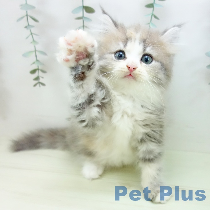 福岡県のラガマフィン (ペットプラス 香椎浜店/2025年12月3日生まれ/女の子/ブルーパッチドタビーホワイト)の子猫の2枚目の画像