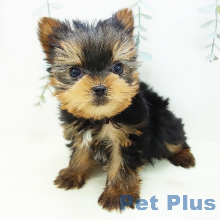 ヨークシャー・テリアの写真2