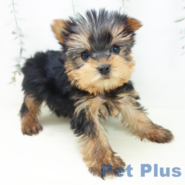 ヨークシャー・テリア