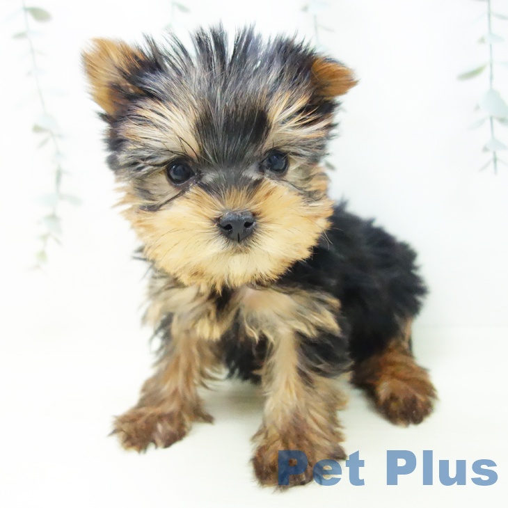 ヨークシャー・テリア