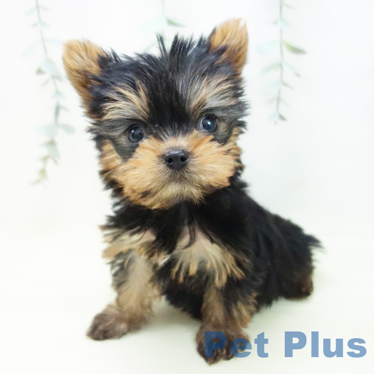 ヨークシャー・テリア