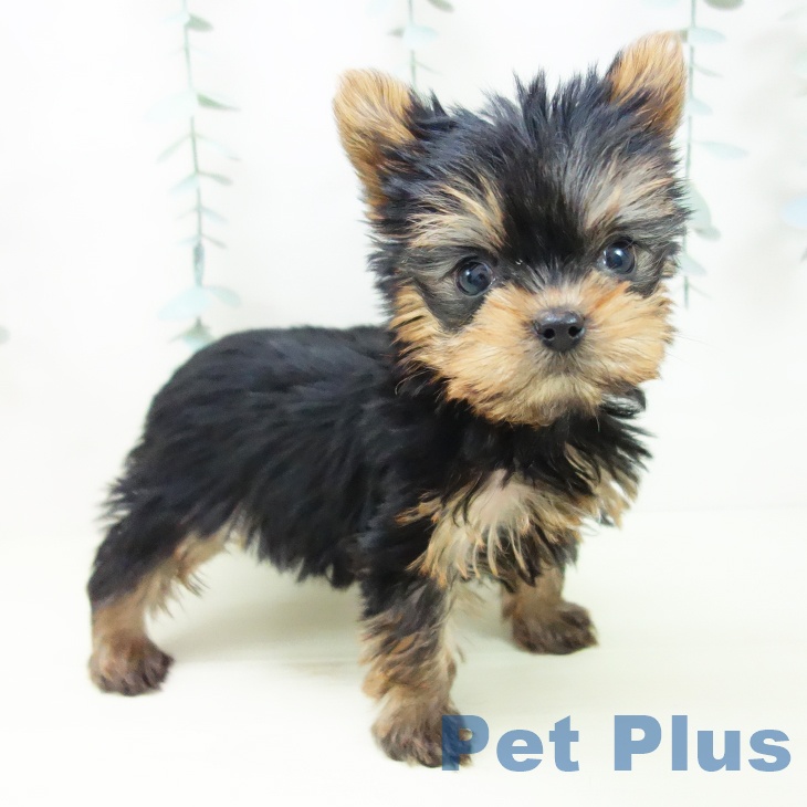 ヨークシャー・テリア