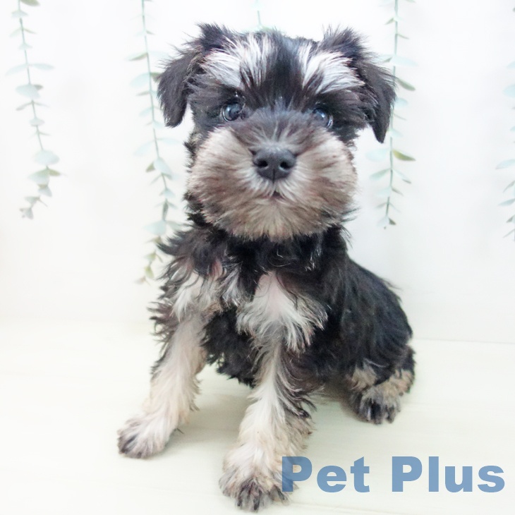 石川県のミニチュアシュナウザー (ペットプラス 新小松店/2025年12月4日生まれ/男の子/ブラックシルバー)の子犬の2枚目の画像