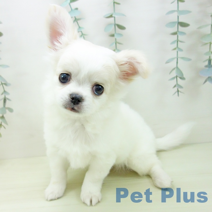 富山県のチワワ(ロング) (ペットプラス 高岡店/2025年12月4日生まれ/男の子/クリームホワイト)の子犬の2枚目の画像