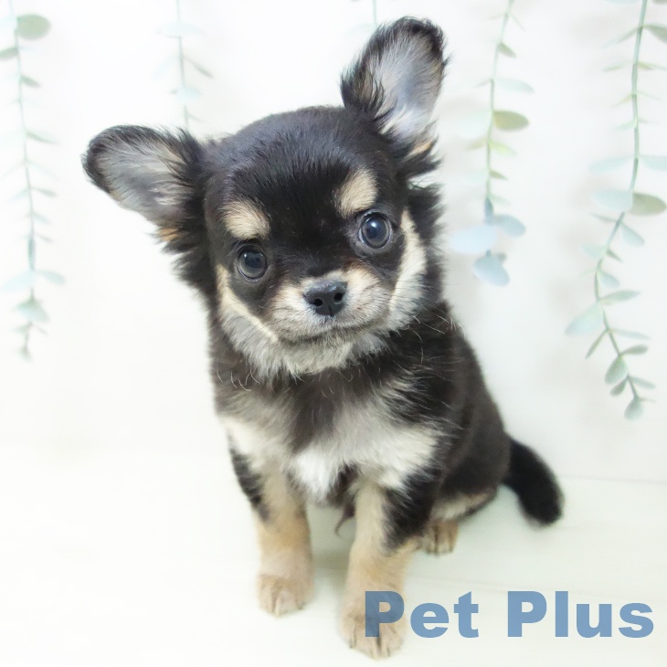 富山県のチワワ(ロング) (ペットプラス 高岡店/2025年12月4日生まれ/男の子/ブラックタン)の子犬の2枚目の画像