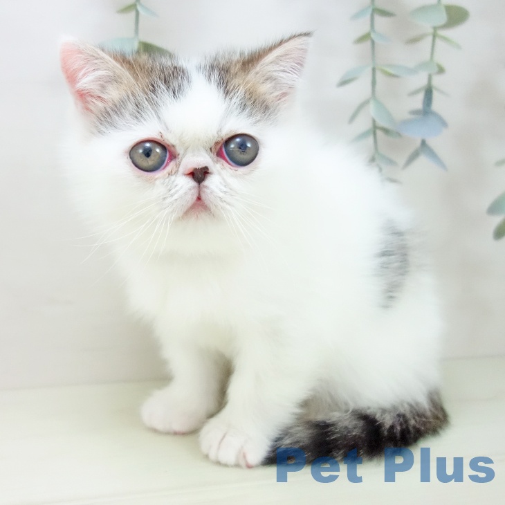 エキゾチックの写真2