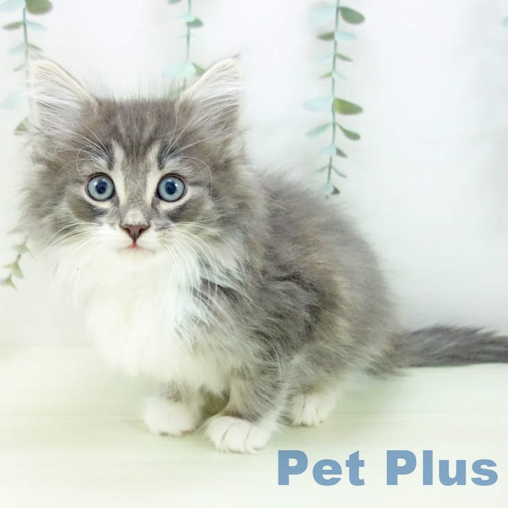宮崎県のノルウェージャンフォレストキャット (ペットプラス 宮崎店/2025年11月30日生まれ/男の子/ブルータビーホワイト)の子猫の1枚目の画像