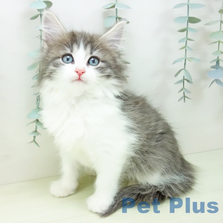 鹿児島県のノルウェージャンフォレストキャット (ペットプラス 姶良店/2025年11月30日生まれ/女の子/ブルータビーホワイト)の子猫の1枚目の画像