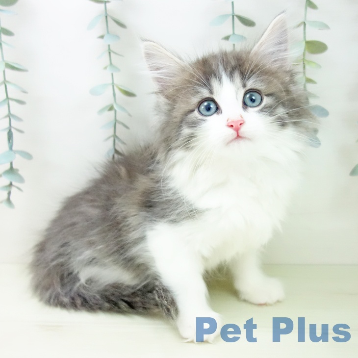 鹿児島県のノルウェージャンフォレストキャット (ペットプラス 姶良店/2025年11月30日生まれ/女の子/ブルータビーホワイト)の子猫の2枚目の画像