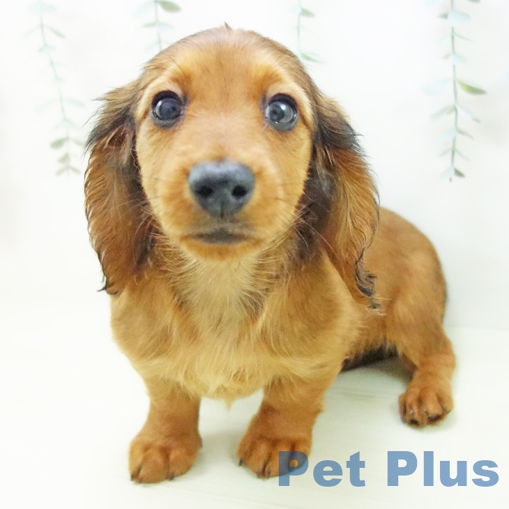 ミニチュア・ダックスフンド