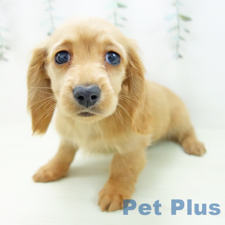 ミニチュア・ダックスフンド