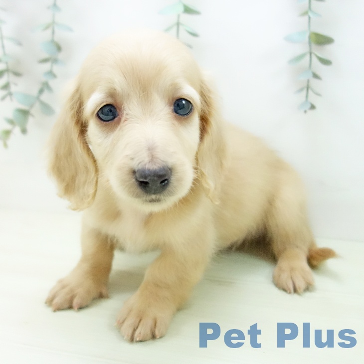 ミニチュア・ダックスフンドの写真2