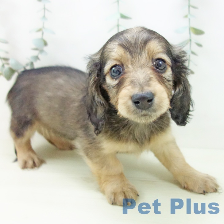 ミニチュア・ダックスフンド