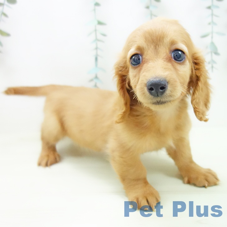 ミニチュア・ダックスフンド