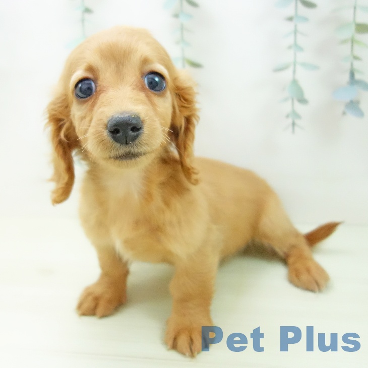 ミニチュア・ダックスフンドの写真2