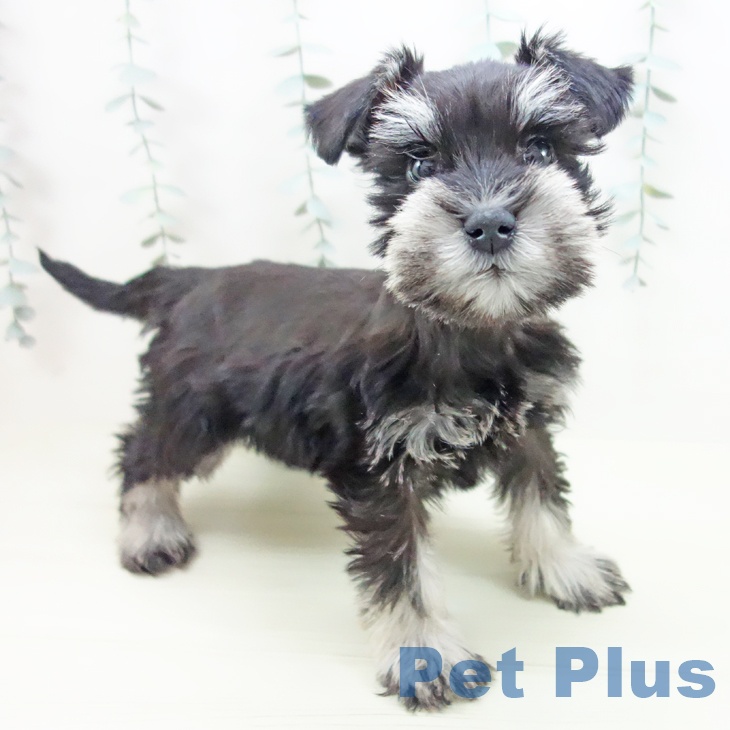 ミニチュア・シュナウザー