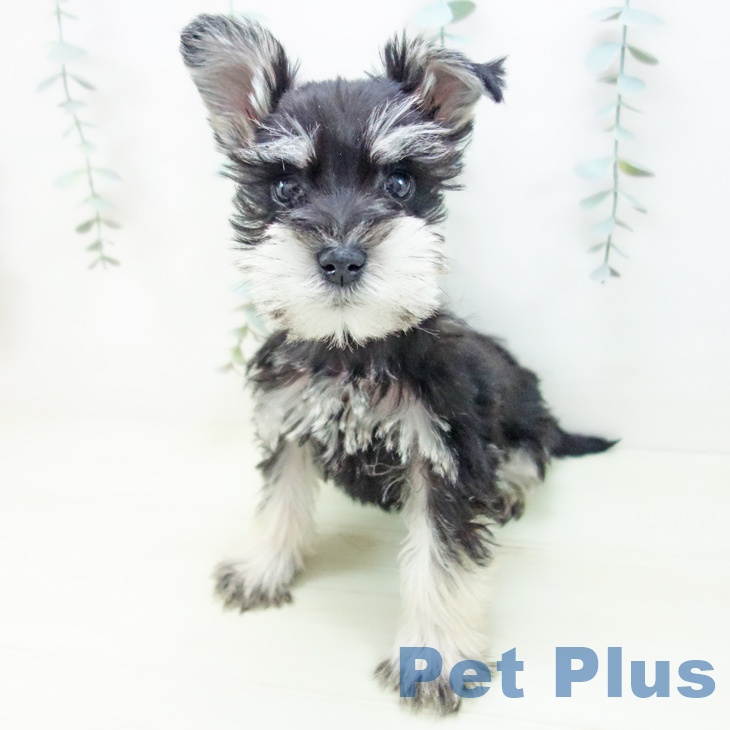 埼玉県のミニチュアシュナウザー (ペットプラス コクーンシティ店/2025年12月5日生まれ/男の子/ブラックシルバー)の子犬の2枚目の画像