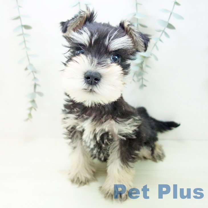 ミニチュア・シュナウザー