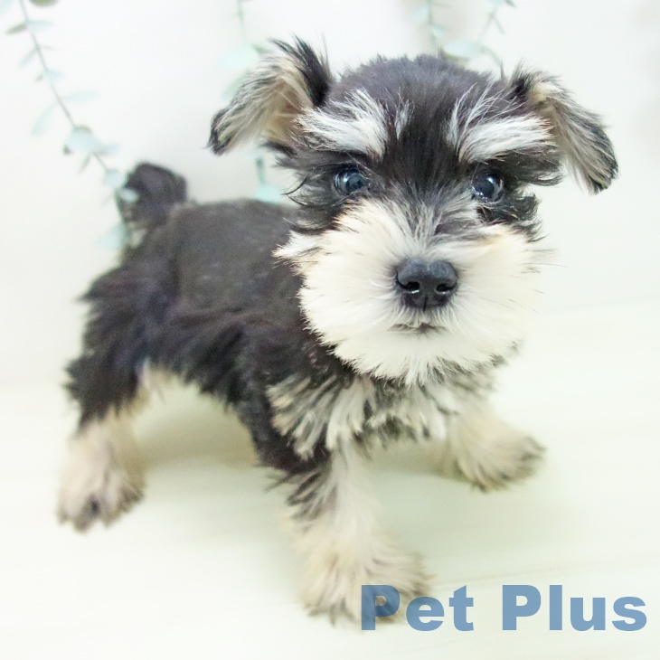 ミニチュア・シュナウザーの写真2