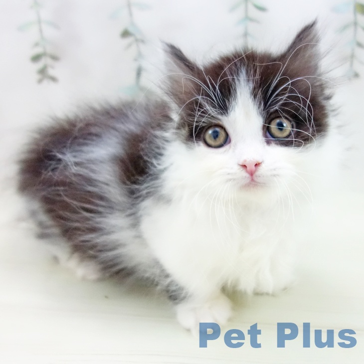 岐阜県のマンチカン (ペットプラス 各務原店/2025年11月30日生まれ/男の子/ブラックホワイト)の子猫
