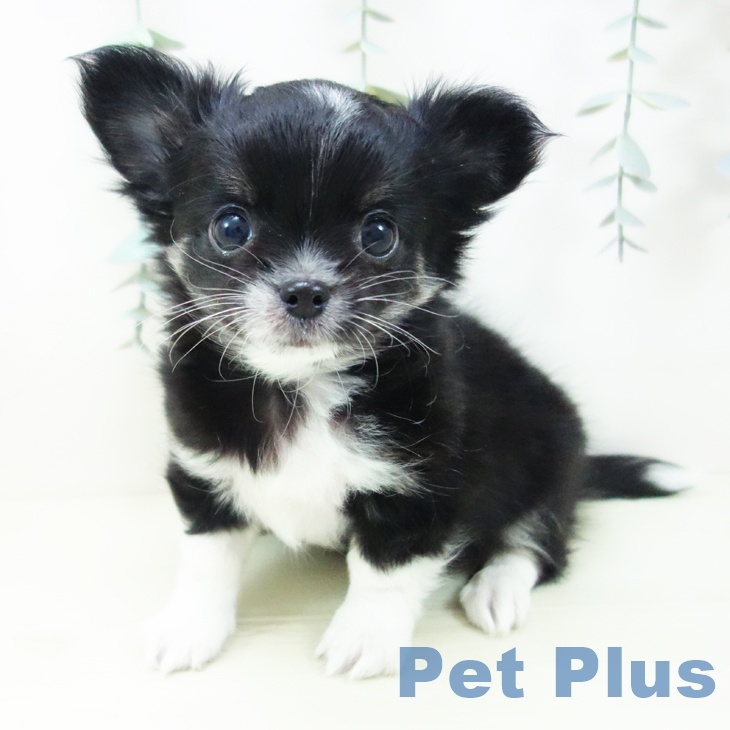 長野県のチワワ(ロング) (ペットプラス 長野店/2025年12月5日生まれ/男の子/ブラックタンホワイト)の子犬の1枚目の画像