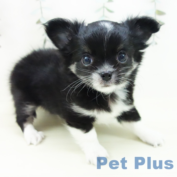 長野県のチワワ(ロング) (ペットプラス 長野店/2025年12月5日生まれ/男の子/ブラックタンホワイト)の子犬の2枚目の画像