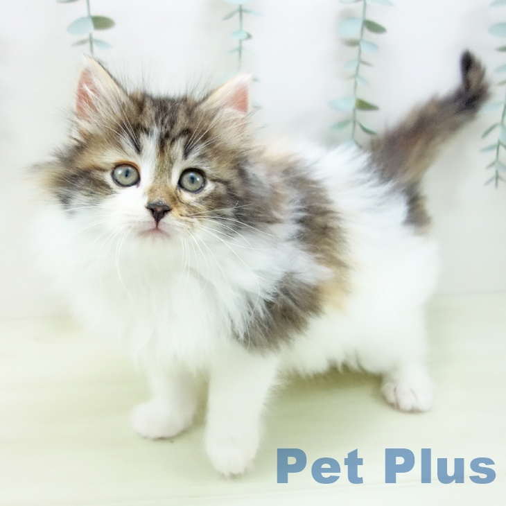 福岡県のノルウェージャンフォレストキャット (ペットプラス 八幡東店/2025年11月29日生まれ/女の子/ブラウンパッチドタビーホワイト)の子猫の1枚目の画像