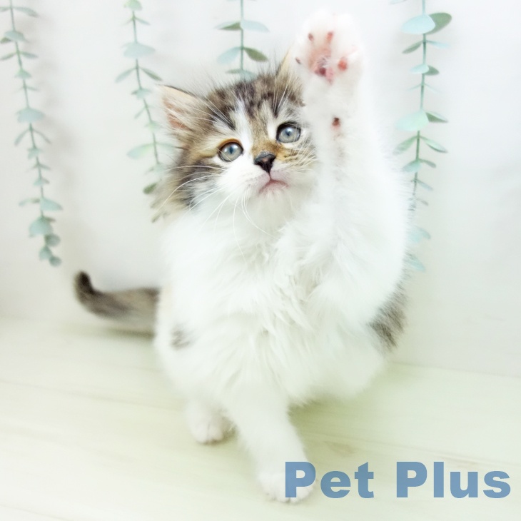 福岡県のノルウェージャンフォレストキャット (ペットプラス 八幡東店/2025年11月29日生まれ/女の子/ブラウンパッチドタビーホワイト)の子猫の2枚目の画像