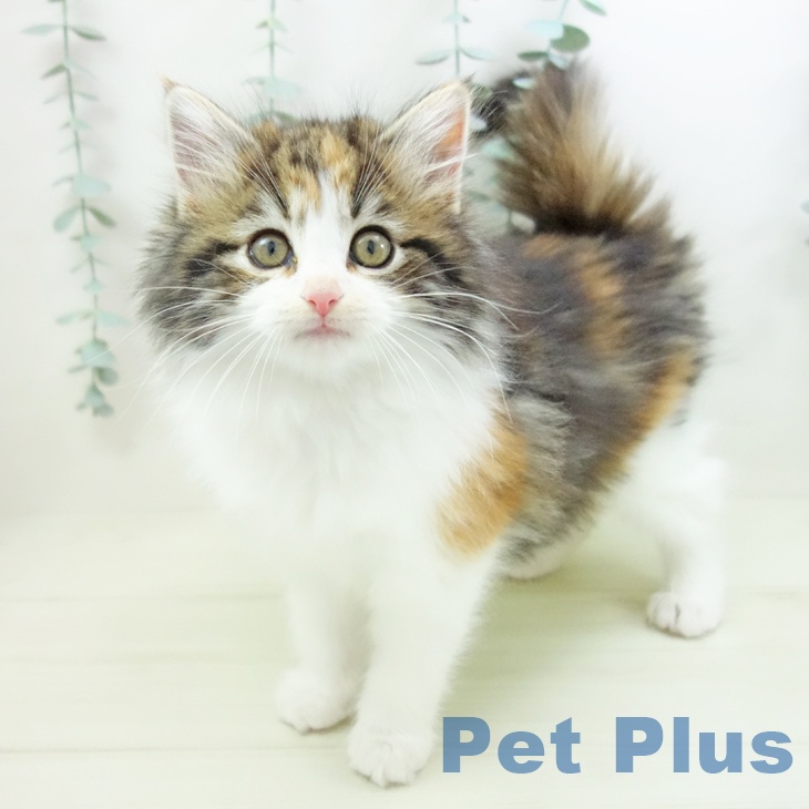 福岡県のノルウェージャンフォレストキャット (ペットプラス 福岡店/2025年11月29日生まれ/女の子/ブラウンパッチドタビーホワイト)の子猫
