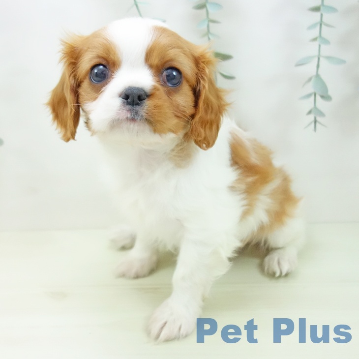 千葉県のキャバリアキングチャールズスパニエル (ペットプラス 幕張新都心店/2025年12月2日生まれ/男の子/ブレンハイム)の子犬の2枚目の画像