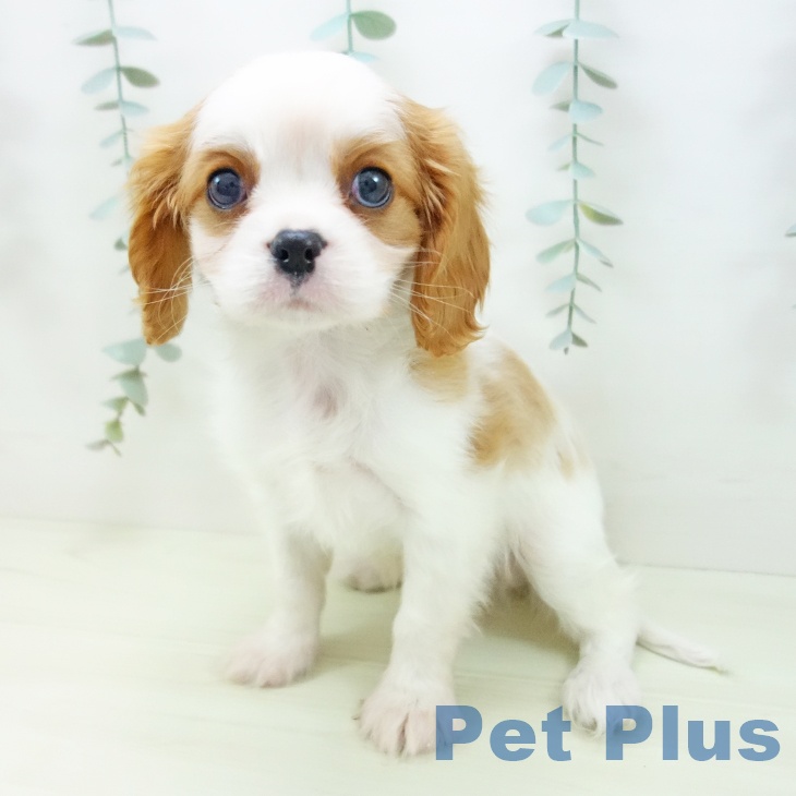 キャバリア・キングチャールズ・スパニエルの写真2