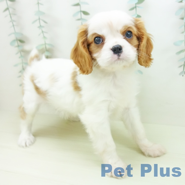 東京都のキャバリアキングチャールズスパニエル (ペットプラス 東久留米店/2025年12月3日生まれ/男の子/ブレンハイム)の子犬の1枚目の画像