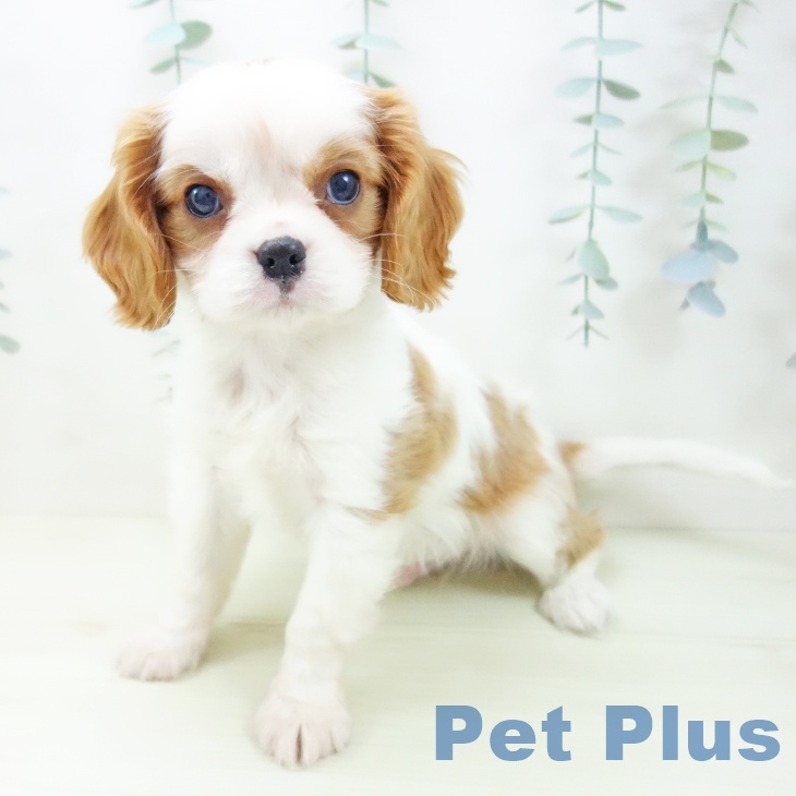 東京都のキャバリアキングチャールズスパニエル (ペットプラス 東久留米店/2025年12月3日生まれ/男の子/ブレンハイム)の子犬の2枚目の画像