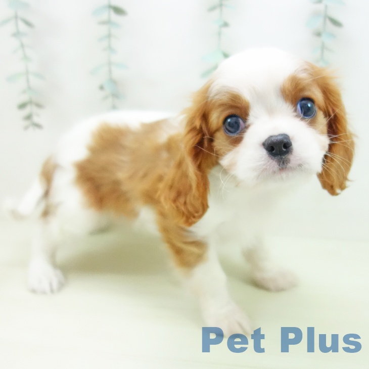 キャバリア・キングチャールズ・スパニエル