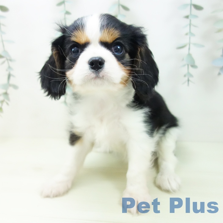 キャバリア・キングチャールズ・スパニエル