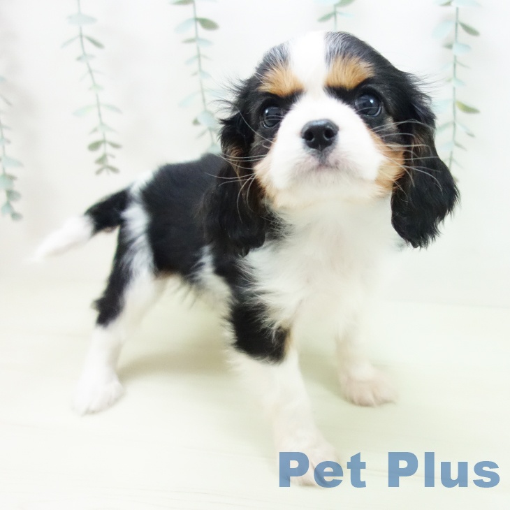 キャバリア・キングチャールズ・スパニエルの写真2