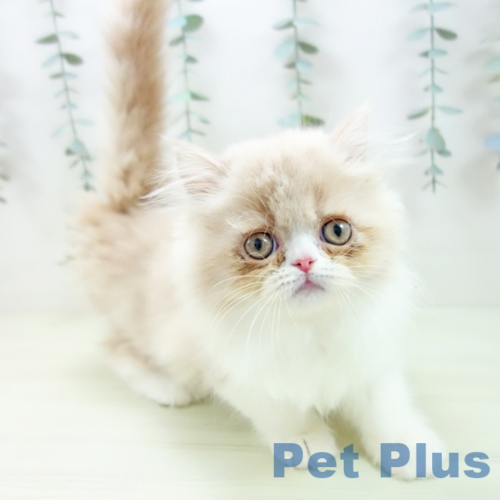 岐阜県のエキゾチック (ペットプラス 各務原店/2025年12月1日生まれ/女の子/クリームタビーホワイト)の子猫の1枚目の画像