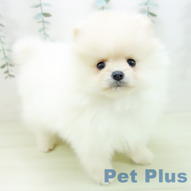 愛知県のポメラニアン (ペットプラス 則武新町店/2025年12月8日生まれ/男の子/クリーム)の子犬の1枚目の画像
