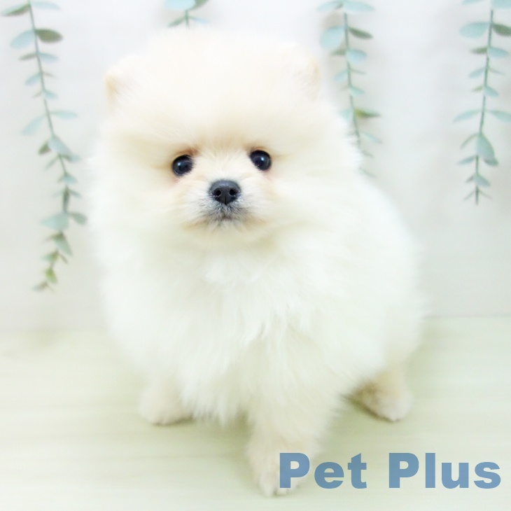 愛知県のポメラニアン (ペットプラス 則武新町店/2025年12月8日生まれ/男の子/クリーム)の子犬の2枚目の画像