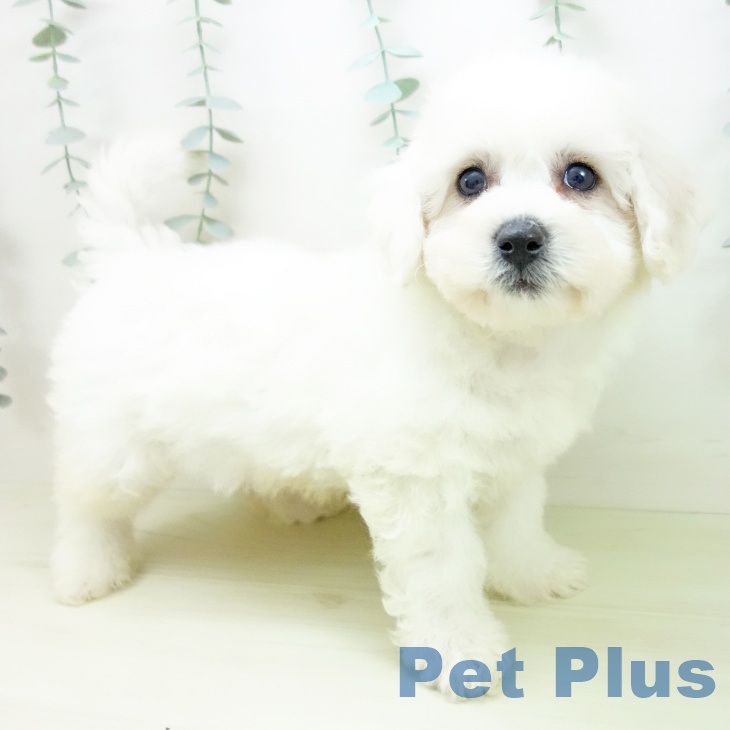 富山県のビションフリーゼ (ペットプラス 高岡店/2025年12月6日生まれ/男の子/ホワイト)の子犬の2枚目の画像