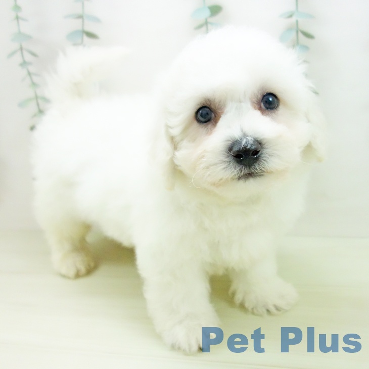 ビション・フリーゼ